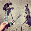 Dog Seat Belt Converts to Leash example