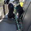 Dog Seat Belt Converts to Leash car