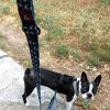 standard leash dog 2