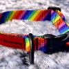 3/4" Dog Collar Light rainbow