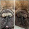 Dog Paw and Nose Balm beforeandafter