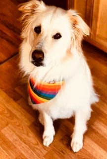 white dog with rainbow bandana