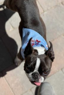 boston terrier wearing bandana