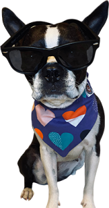 Boston Terrier wearing bandana and sunglasses